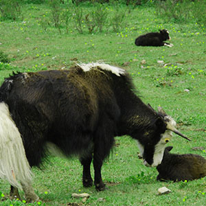 Yaks